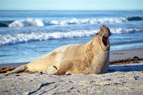Southern Elephant Seals