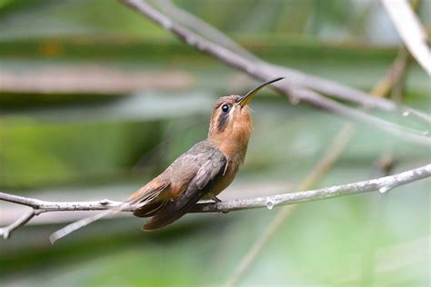 Maranhao Hermit (unrecognized species) - eBird