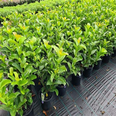 Viburnum odoratissimum (Sweet Viburnum) - I The Australian Plant Shop