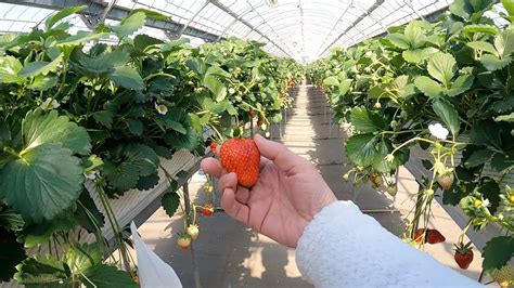 🍓🍓鈴鹿 トリックスいちご園 いちご狩り🍓🍓 - YouTube