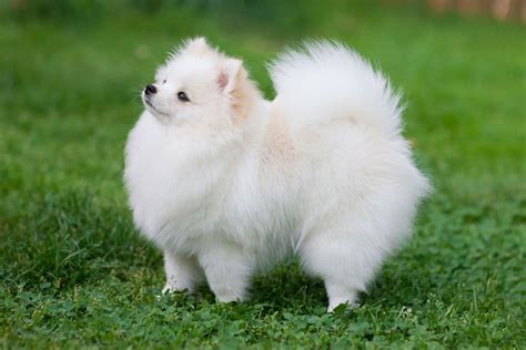 Smallest Pomeranian Ever