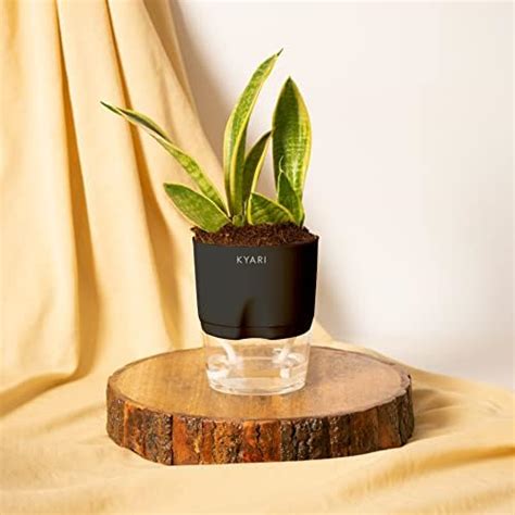KYARI Sansevieria Futura Superba Snake Indoor Plants for Living Room ...