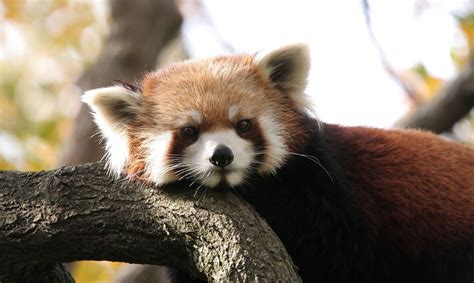 Image result for Pandas for Python Output