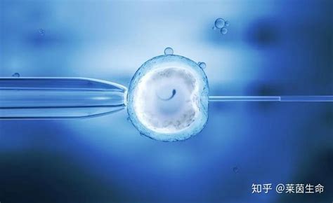 做泰国试管婴儿，取卵后多久才能进行胚胎移植？-优孕行