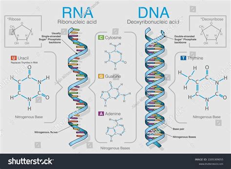 Dna Structure Diagram Chart Paper