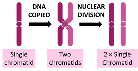 Chromosomes Vs Chromatids Phases Of Meiosis And Action In Each Phase