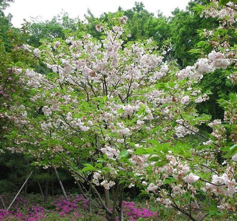 植物素材分享：含泪整理30种南方常见树种及其种植形式，欢迎收藏