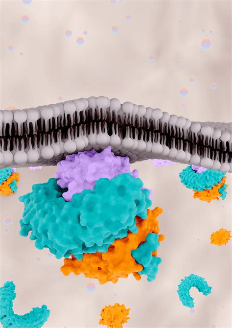 Image result for Protein Complex Function