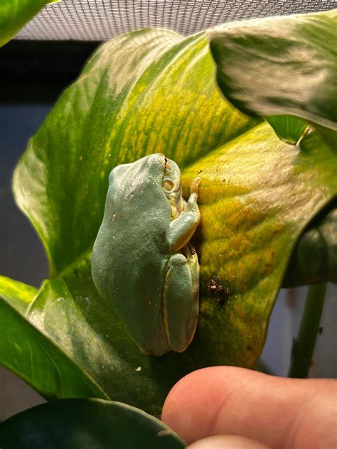 Whites Tree Frogs White's Tree Frog by Predator and Prey Exotics - MorphMarket