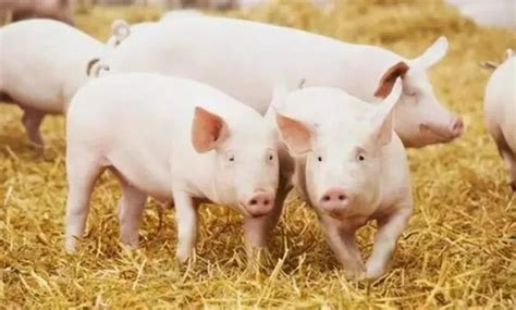 三农日报（3月3日）中国养猪典型的“大行业、小公司”格局__财经头条