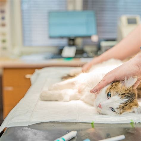 Healing and Rehabilitation: Supporting Cats After Declawing Surgery ...