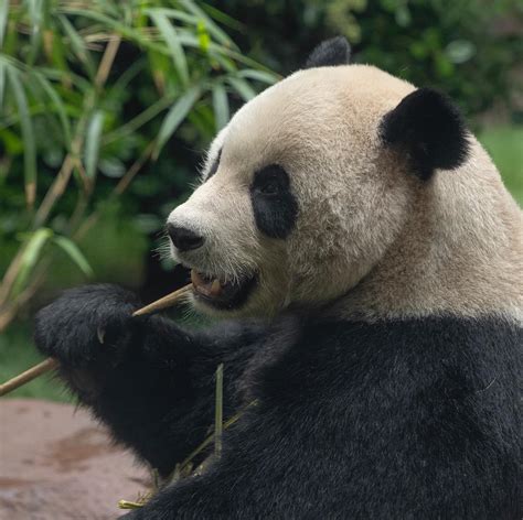 Giant Pandas: What They Eat And Interesting Facts - Zoos - USA ...