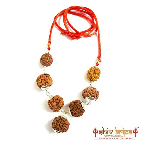 Rudraksha Combination For Business – Shiv Kripa Rudraksha