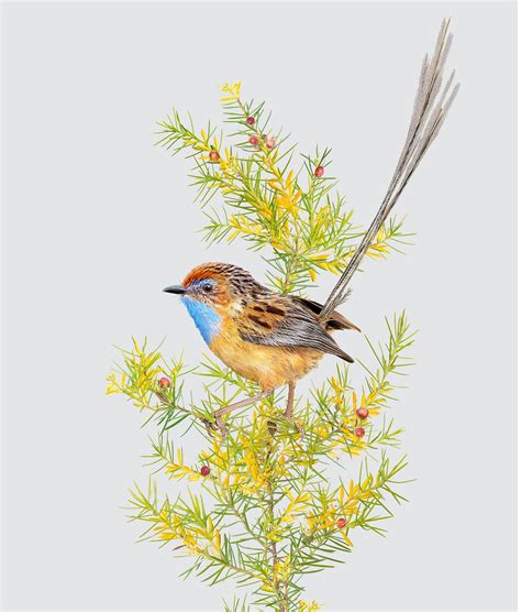Greg Oakley Fine Art | Southern Emu-wren Stipiturus malachurus Gould ...