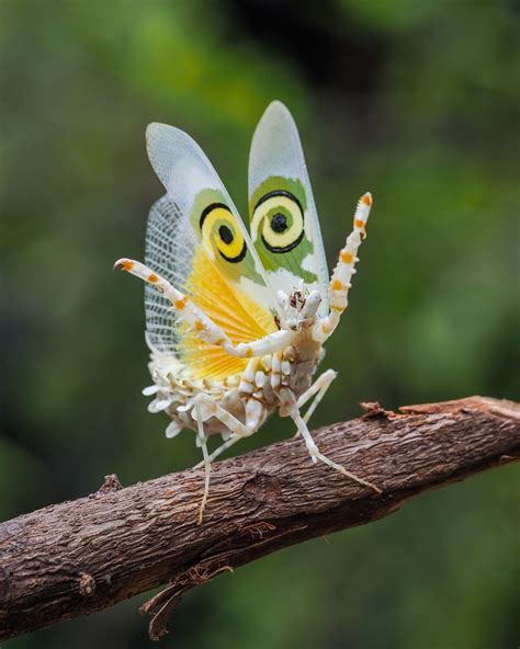 Rotating Flower Mantis at William Hulsey blog