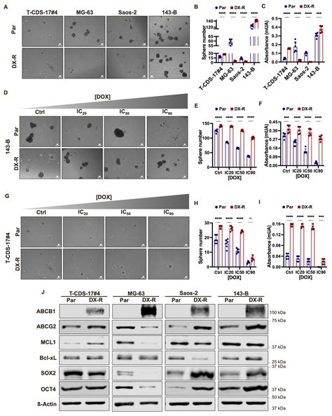 Addressing Doxorubicin Resistance in Bone Sarcomas Using Novel Drug ...