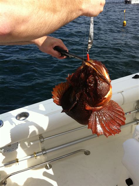 Oyster Cracker Fish The Best Oyster Crackers | America's Test Kitchen