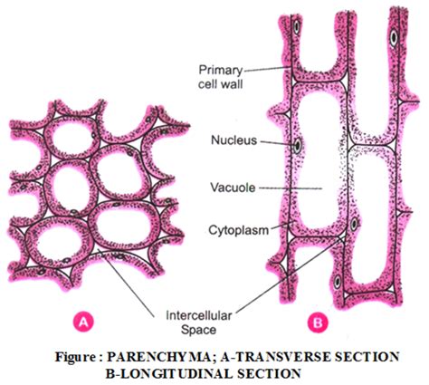 Simple permanent tissue — lesson. Science CBSE, Class 9.