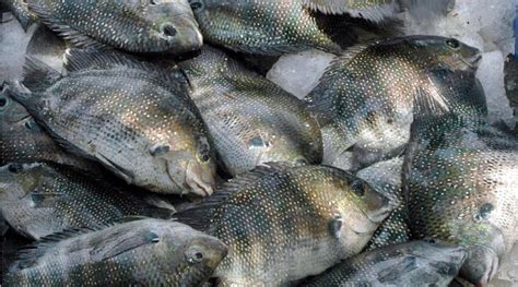 Kufos to launch genome editing mission to boost pearl spot production ...