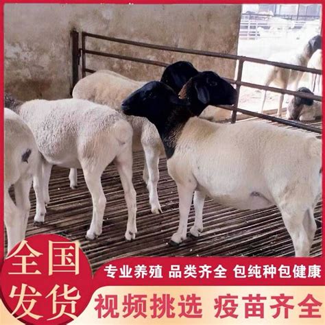 广西山羊养殖基地 广西山羊养殖基地-食品商务网