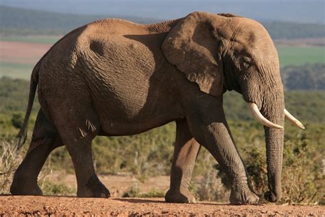 Image result for Elephant Toothpasste Exploding