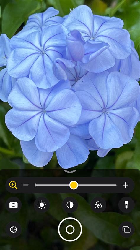 Magnifier 的图像结果