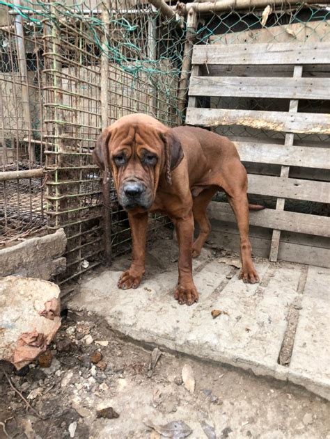 Image result for Dogs Getting Slaughtered