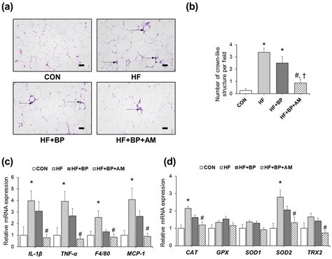 Effects of Allium macrostemon Bunge Extract on Adipose Tissue ...