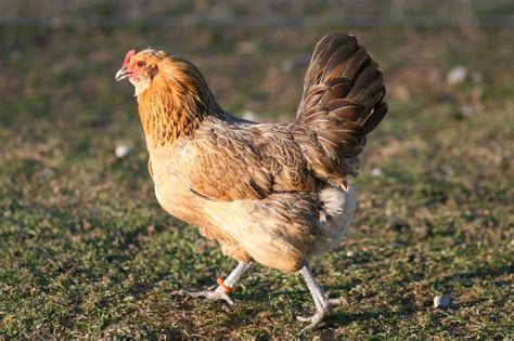 Easter Egger Chicken: Breed Profile, Facts & Pictures