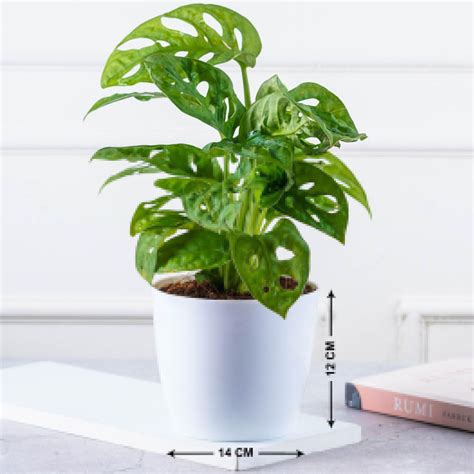 Buy NURTURING GREEN Valencia Multicolour Solid Polypropylene Floor ...