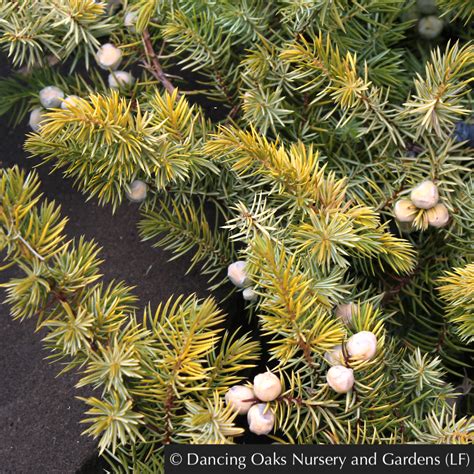 Juniperus conferta 'All Gold', Golden Shore Juniper – Dancing Oaks ...