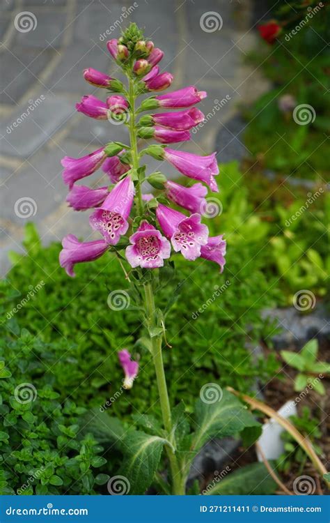 Digitalis Purpurea in the Garden. Berlin, Germany Stock Image - Image of color, beauty: 271211411