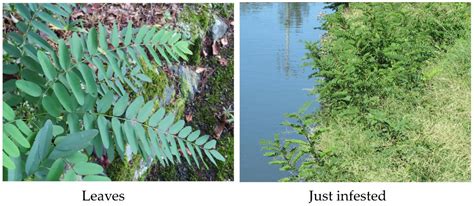 Invasive Characteristics of Robinia pseudoacacia and Its Impacts on ...