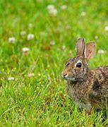 Image result for Baby Cottontail Age Chart
