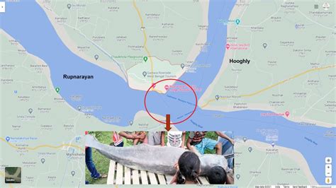 Gangetic dolphin deaths in 2020 – SANDRP