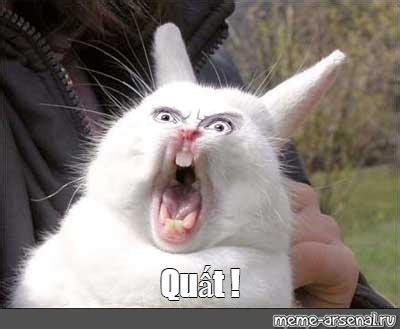 Image result for QAPI Meme