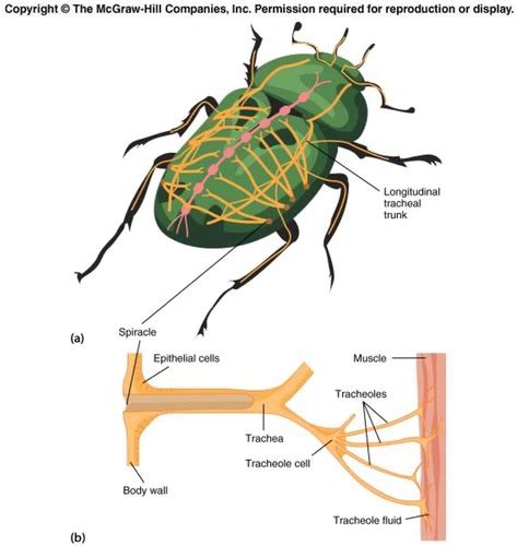 Image result for Class Insecta