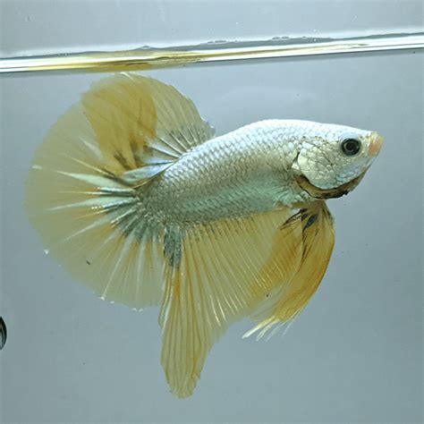 Image result for Betta Fish Compatibility