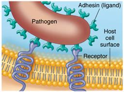 Image result for Mechanism of Microbial Pathogenicity