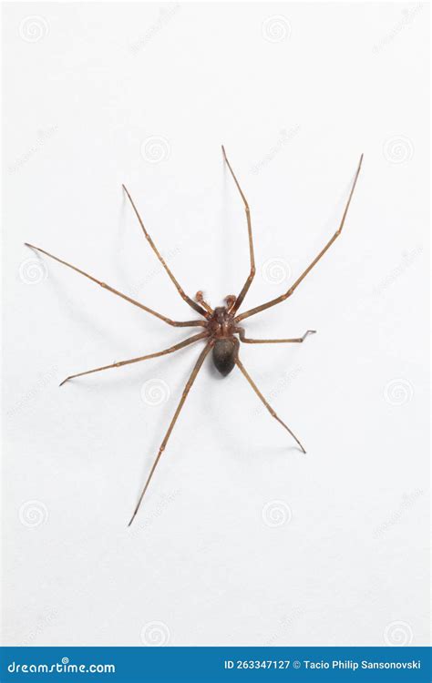 Male Brown Recluse Spider - Poisonous Arachnid Stock Image - Image of ...