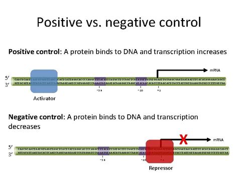 Image result for Positive and Negative Control Gene Regulation