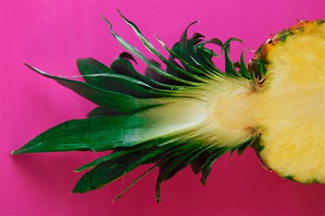 Food Pics 的图像结果