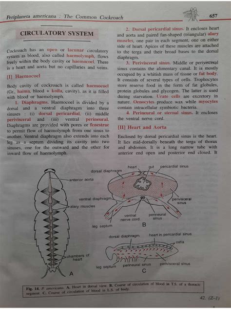 Image result for Cockroach Structure and Function