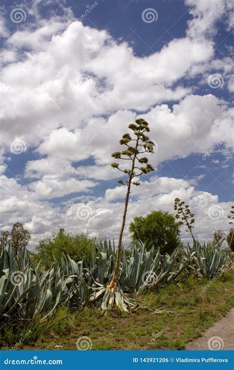 Agave Plants with Flowers, Landscape in Vrystaat, South Africa Stock ...