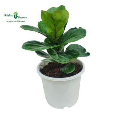 Fiddle Leaf Fig Plant