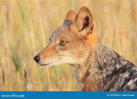Black Backed Jackal stock image. Image of scavenger, kalahari - 19195245