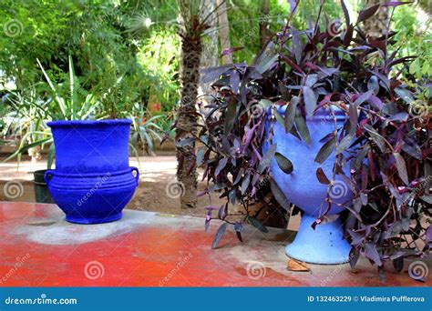 Majorelle Garden - Ornamental Blue Flower Pots with Plants Editorial ...