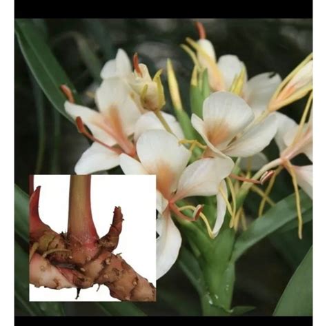 HUGE SALE- Sale Butterfly Ginger Plant One Fresh Rhizome Best Deal ...