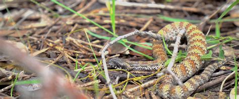 Common Death Adder | Made in the Wild