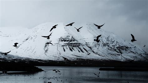 Download wallpaper 3840x2160 mountain, crows, birds, lake, snow ...